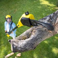 Trusted Waterville, WA Tree Services Experts